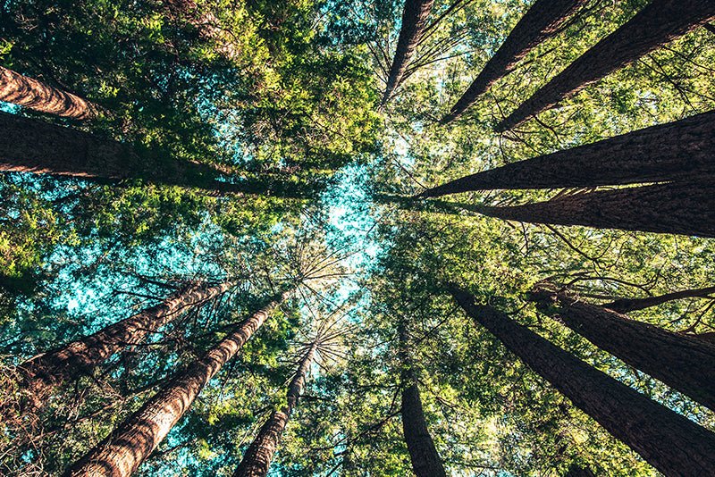 Arbres