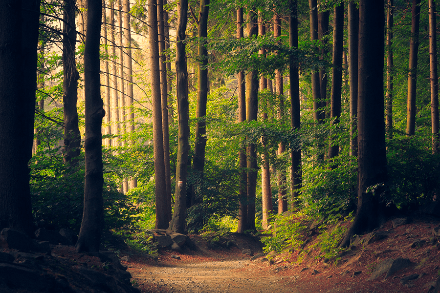 Arbres