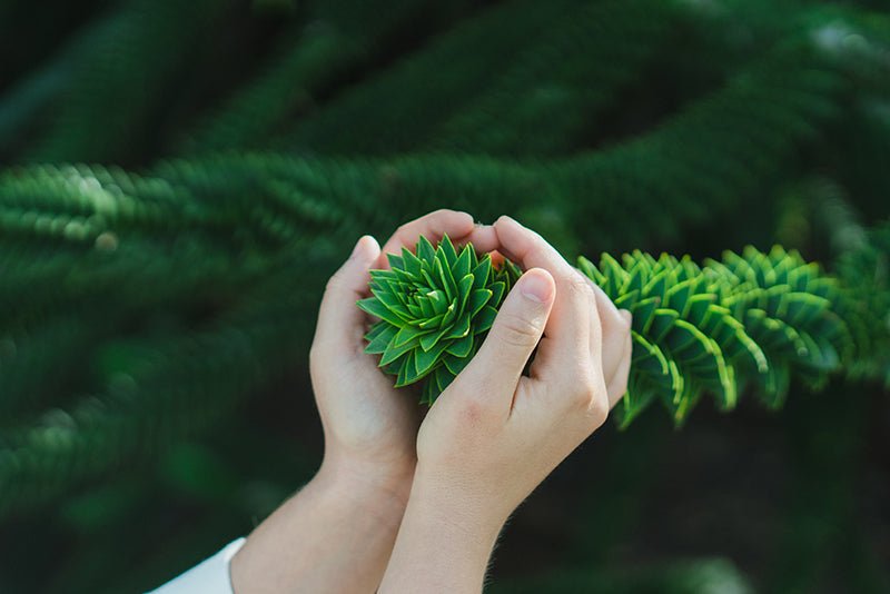 Feuille|Oiseau et plastique|Brosses à dent en bambou|Repas vegan sans produits animaux