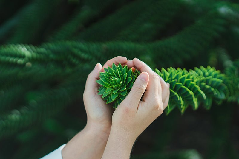 Feuille|Oiseau et plastique|Brosses à  dent en bambou|Repas vegan sans produits animaux